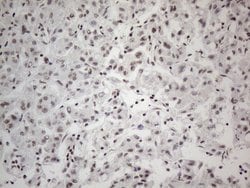 CWC27 Monoclonal Antibody (OTI4C8), TrueMAB , OriGene 100 &mu;L; Unconjugated:Antibodies,