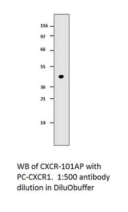 CXCR1 Rabbit anti-Human, Polyclonal, FabGennix 200 &mu;L; Unconjugated:Antibodies,