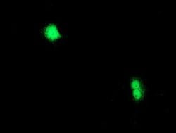 CXorf26 Mouse anti-Human, Clone: OTI1F3, lyophilized, TrueMAB 100 &mu;g;