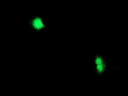 CXorf26 Monoclonal Antibody (OTI1F3), TrueMAB , OriGene 100 &mu;L; Unconjugated:Antibodies,