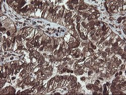 CXorf26 Monoclonal Antibody (OTI5A11), TrueMAB , OriGene 30 &mu;L; Unconjugated:Antibodies,