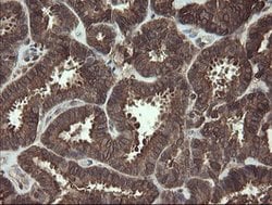 CXorf26 Mouse anti-Human, Clone: OTI5A11, lyophilized, TrueMAB 100 &mu;g;