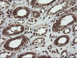 CXorf26 Monoclonal Antibody (OTI5A11), TrueMAB , OriGene 30 &mu;L; Unconjugated:Antibodies,