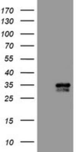 CXorf26 Mouse anti-Human, Clone: OTI5A11, lyophilized, TrueMAB 100 &mu;g;