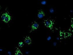 CYB5R1 Monoclonal Antibody (OTI3G2), TrueMAB , OriGene:Antibodies:Primary