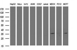 CYB5R1 Monoclonal Antibody (OTI2D10), TrueMAB , OriGene 100 &mu;L; Unconjugated:Antibodies,