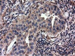 CYB5R3 Mouse anti-Canine, Human, Clone: OTI2A10, lyophilized, TrueMAB 100