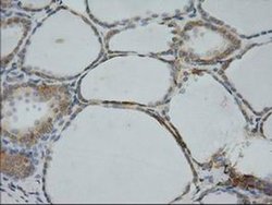CYB5R3 Monoclonal Antibody (OTI1E3), TrueMAB , OriGene 30 &mu;L; Unconjugated:Antibodies,