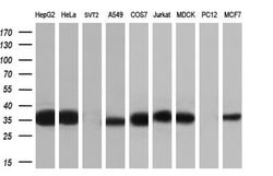 CYB5R3 Monoclonal Antibody (OTI1E3), TrueMAB , OriGene 30 &mu;L; Unconjugated:Antibodies,