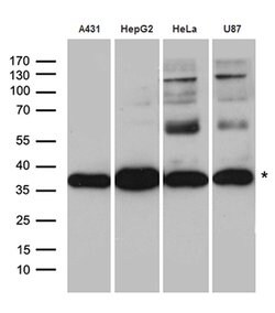 CYB5R3 Rabbit anti-Human, Polyclonal, liquid, OriGene 100 &mu;L; Unconjugated:Antibodies,