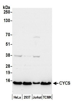 CYCS Polyclonal Antibody, Bethyl Laboratories:Antibodies:Primary Antibodies