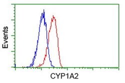 CYP1A2 Mouse anti-Human, Clone: OTI6E2, lyophilized, TrueMAB 100 &mu;g;