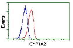 CYP1A2 Mouse anti-Human, Clone: OTI6E2, liquid, TrueMAB 100 &mu;L; Unconjugated:Antibodies,