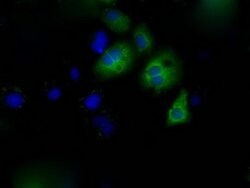 CYP1A2 Monoclonal Antibody (OTI1H3), TrueMAB , OriGene 30 &mu;L; Unconjugated:Antibodies,