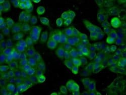 CYP1A2 Monoclonal Antibody (OTI1H3), TrueMAB , OriGene 30 &mu;L; Unconjugated:Antibodies,