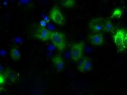 CYP1A2 Mouse anti-Human, Clone: OTI6E2, lyophilized, TrueMAB 100 &mu;g;