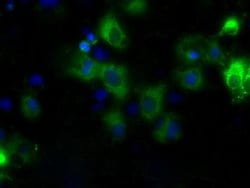 CYP1A2 Mouse anti-Human, Clone: OTI6E2, liquid, TrueMAB 100 &mu;L; Unconjugated:Antibodies,