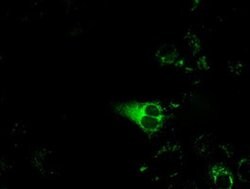 CYP1A2 Monoclonal Antibody (OTI7A9), TrueMAB , OriGene 100 &mu;L; Unconjugated:Antibodies,
