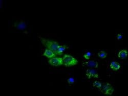 CYP1A2 Monoclonal Antibody (OTI7D12), TrueMAB , OriGene 30 &mu;L; Unconjugated:Antibodies,