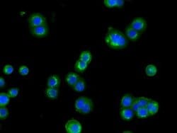 CYP1A2 Monoclonal Antibody (OTI7D12), TrueMAB , OriGene 30 &mu;L; Unconjugated:Antibodies,