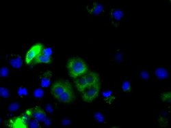 CYP1A2 Monoclonal Antibody (OTI8F1), TrueMAB , OriGene 30 &mu;L; Unconjugated:Antibodies,