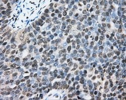 CYP1A2 Monoclonal Antibody (OTI1H3), TrueMAB , OriGene 30 &mu;L; Unconjugated:Antibodies,