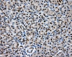 CYP1A2 Monoclonal Antibody (OTI1H3), TrueMAB , OriGene 30 &mu;L; Unconjugated:Antibodies,