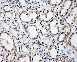 CYP1A2 Monoclonal Antibody (OTI1H3), TrueMAB , OriGene 30 &mu;L; Unconjugated:Antibodies,