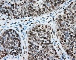 CYP1A2 Mouse anti-Human, Clone: OTI6E2, lyophilized, TrueMAB 100 &mu;g;