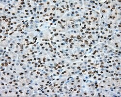 CYP1A2 Mouse anti-Human, Clone: OTI6E2, lyophilized, TrueMAB 100 &mu;g;
