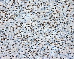 CYP1A2 Mouse anti-Human, Clone: OTI6E2, liquid, TrueMAB 100 &mu;L; Unconjugated:Antibodies,