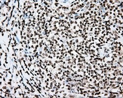 CYP1A2 Mouse anti-Human, Clone: OTI6E2, lyophilized, TrueMAB 100 &mu;g;