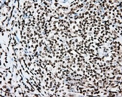 CYP1A2 Mouse anti-Human, Clone: OTI6E2, liquid, TrueMAB 100 &mu;L; Unconjugated:Antibodies,