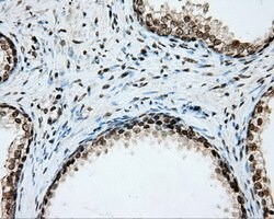 CYP1A2 Mouse anti-Human, Clone: OTI6E2, lyophilized, TrueMAB 100 &mu;g;