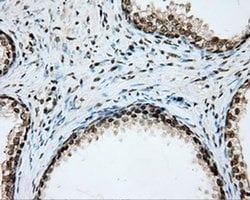 CYP1A2 Mouse anti-Human, Clone: OTI6E2, liquid, TrueMAB 100 &mu;L; Unconjugated:Antibodies,