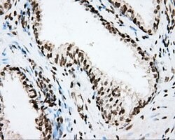 CYP1A2 Mouse anti-Human, Clone: OTI6E2, lyophilized, TrueMAB 100 &mu;g;