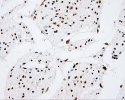 CYP1A2 Mouse anti-Human, Clone: OTI6E2, lyophilized, TrueMAB 100 &mu;g;