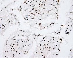 CYP1A2 Mouse anti-Human, Clone: OTI6E2, liquid, TrueMAB 100 &mu;L; Unconjugated:Antibodies,