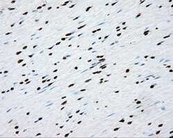 CYP1A2 Mouse anti-Human, Clone: OTI6E2, lyophilized, TrueMAB 100 &mu;g;