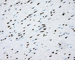 CYP1A2 Mouse anti-Human, Clone: OTI6E2, liquid, TrueMAB 100 &mu;L; Unconjugated:Antibodies,