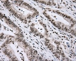 CYP1A2 Mouse anti-Human, Clone: OTI6E2, lyophilized, TrueMAB 100 &mu;g;