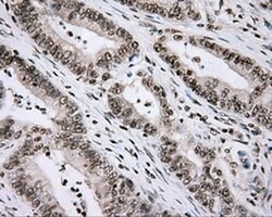 CYP1A2 Mouse anti-Human, Clone: OTI6E2, liquid, TrueMAB 100 &mu;L; Unconjugated:Antibodies,