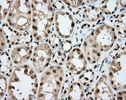 CYP1A2 Mouse anti-Human, Clone: OTI6E2, liquid, TrueMAB 100 &mu;L; Unconjugated:Antibodies,