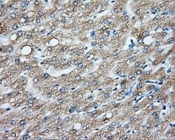CYP1A2 Mouse anti-Human, Clone: OTI6E2, lyophilized, TrueMAB 100 &mu;g;