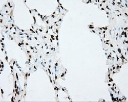 CYP1A2 Mouse anti-Human, Clone: OTI6E2, lyophilized, TrueMAB 100 &mu;g;