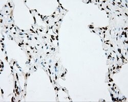 CYP1A2 Mouse anti-Human, Clone: OTI6E2, liquid, TrueMAB 100 &mu;L; Unconjugated:Antibodies,