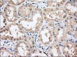 CYP1A2 Monoclonal Antibody (OTI7D12), TrueMAB , OriGene 30 &mu;L; Unconjugated:Antibodies,