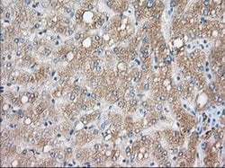 CYP1A2 Monoclonal Antibody (OTI7D12), TrueMAB , OriGene 30 &mu;L; Unconjugated:Antibodies,