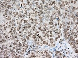 CYP1A2 Monoclonal Antibody (OTI8F1), TrueMAB , OriGene 30 &mu;L; Unconjugated:Antibodies,