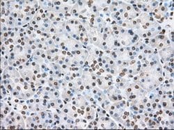CYP1A2 Monoclonal Antibody (OTI8F1), TrueMAB , OriGene 30 &mu;L; Unconjugated:Antibodies,